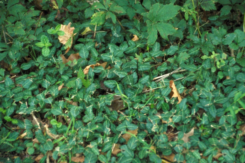 Wintercreeper Euonymus Plant Profile Sylvan Gardens Landscape