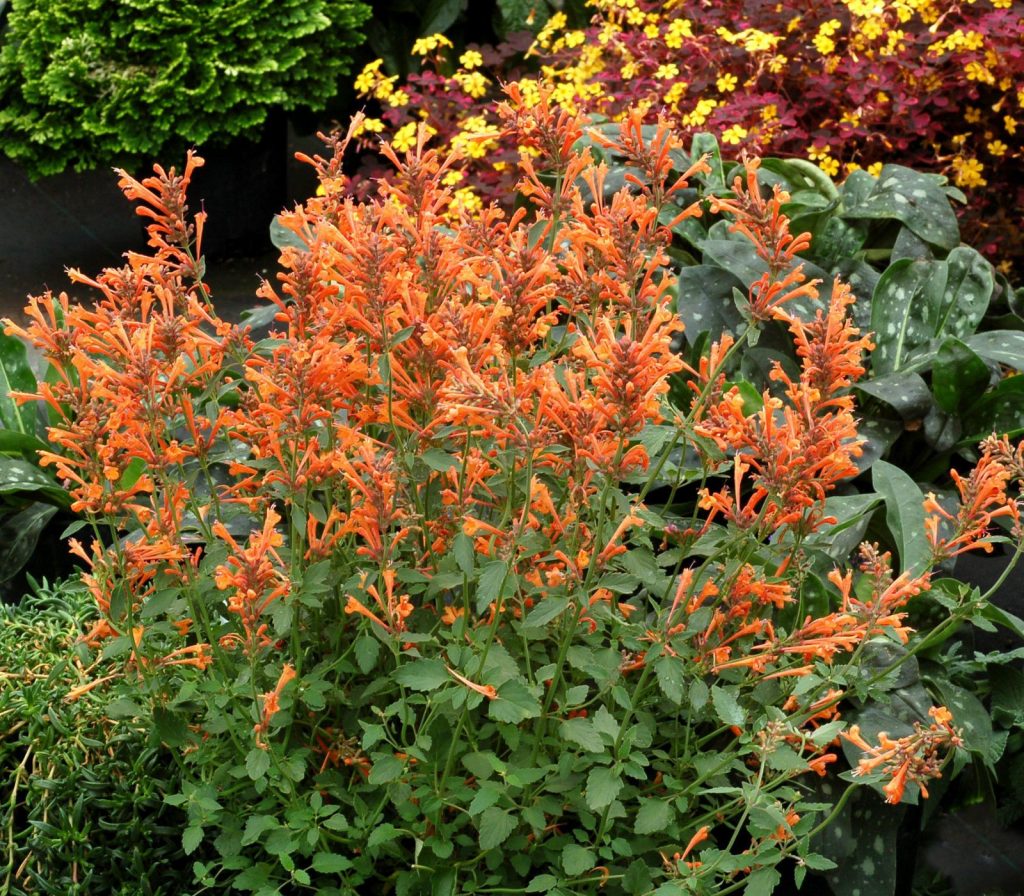 Agastache Apricot Sunrise Plant Profile Sylvan Gardens Landscape