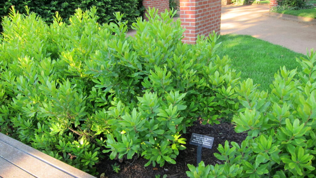 Northern Bayberry Plant Profile Sylvan Gardens Landscape Contractors