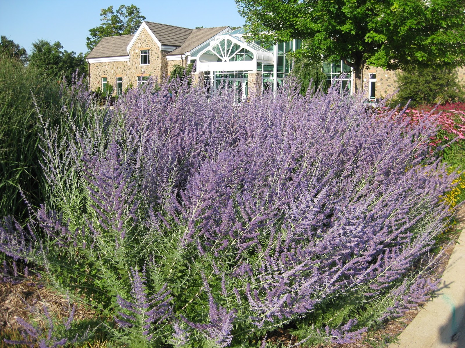 Landscaping With Russian Sage