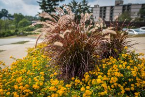 lantana-grasses-planting-bed