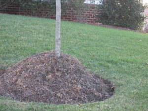 young-tree-mulch-volcano