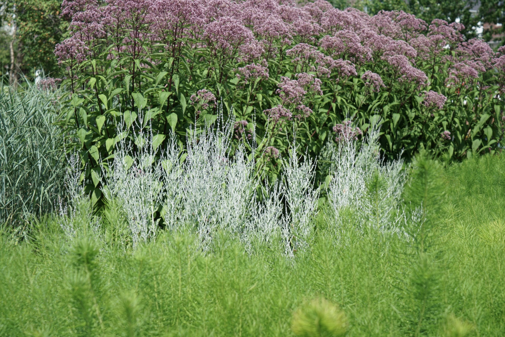 sylvan-gardens-plant-profiles