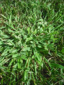 crabgrass