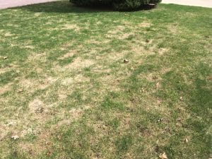 turf-damage