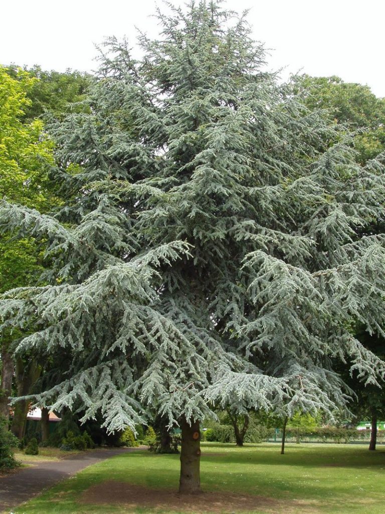 Blue Atlas Cedar | Plant Profile | Sylvan Gardens Landscape Contractors