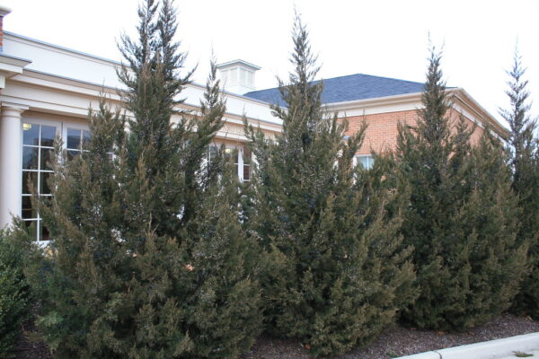 chinese-juniper-juniperus-chinensis