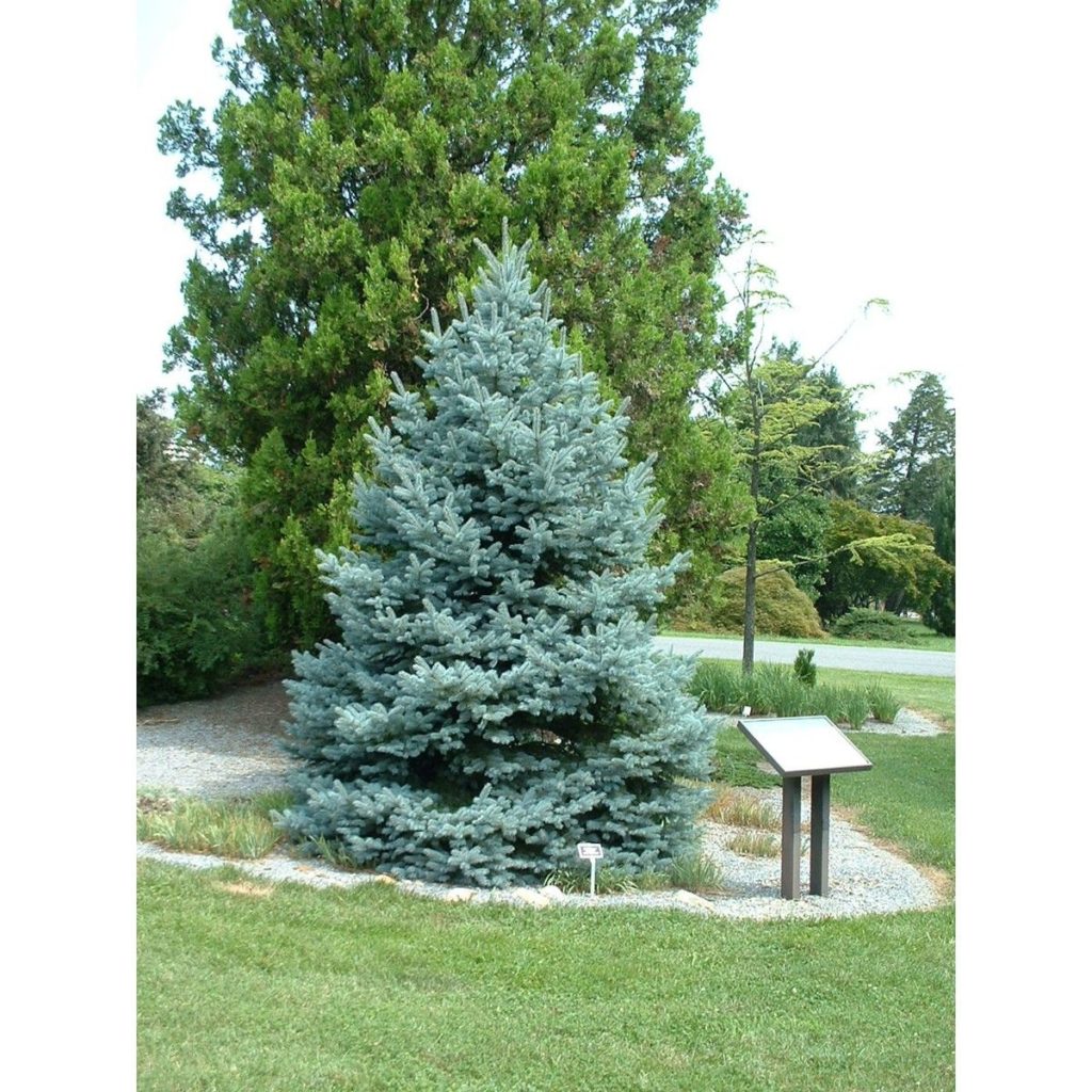 colorado-spruce-fat-albert