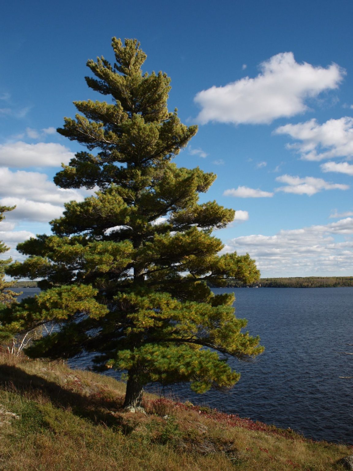 Eastern White Pine Plant Profile Sylvan Gardens Landscape Contractors