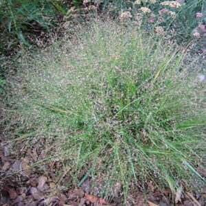 eragrostis-spectabilis