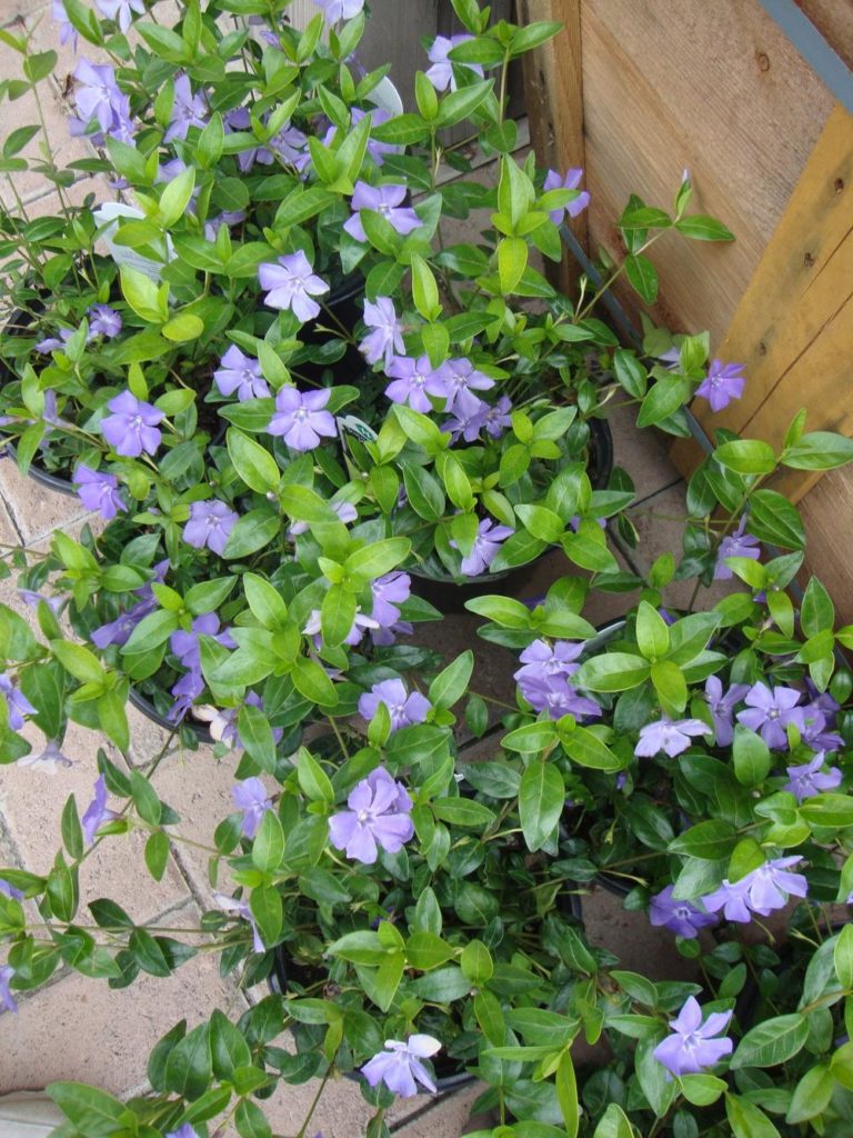 Vinca minor Plant Profile Sylvan Gardens Landscape Contractors