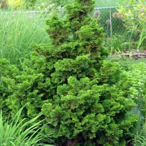 hinoki-cypress-nana-gracilis