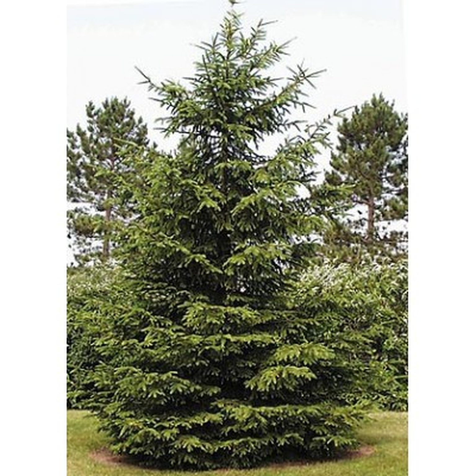 Norway Spruce Plant Profile Sylvan Gardens Landscape Contractors 0123