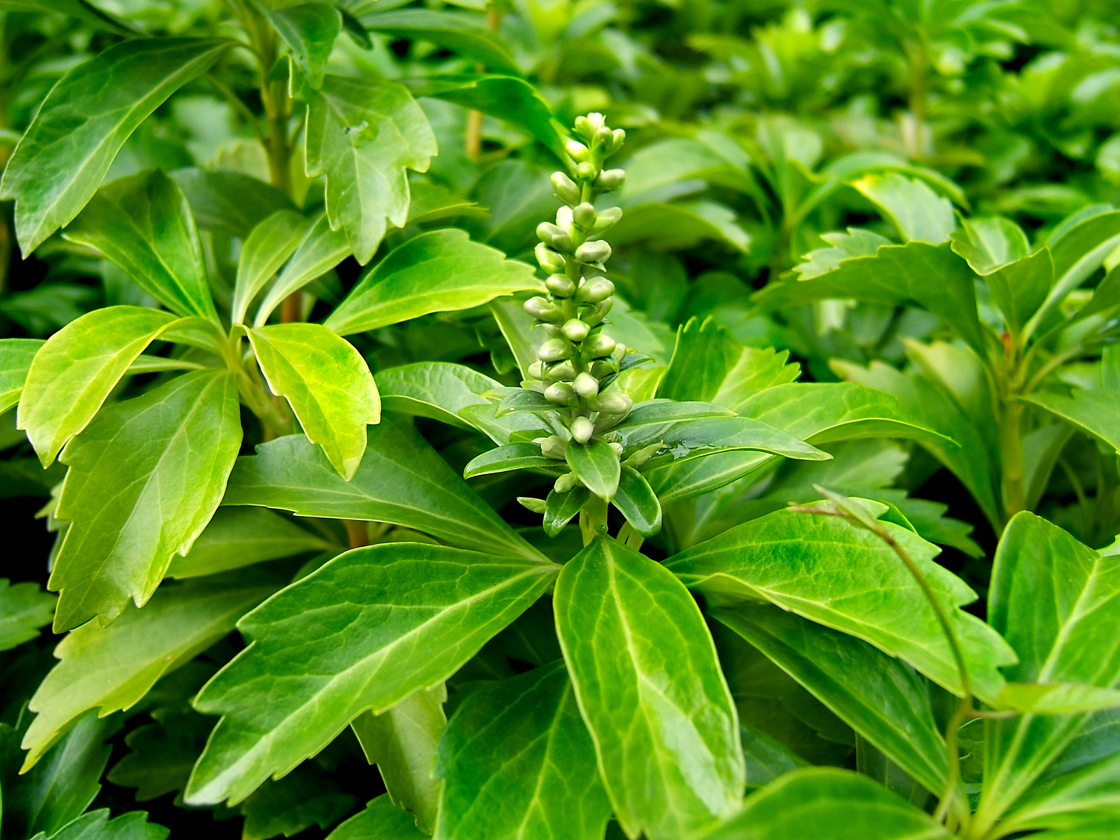 Pachysandra Green Carpet