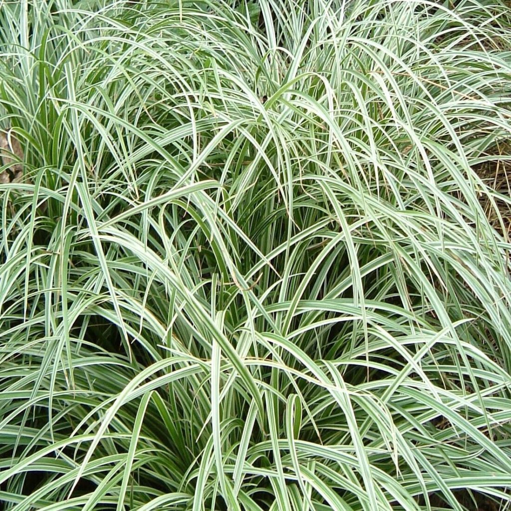 Seege Carex (Sedge) | Plant Profile | Sylvan Gardens Landscape Contractors