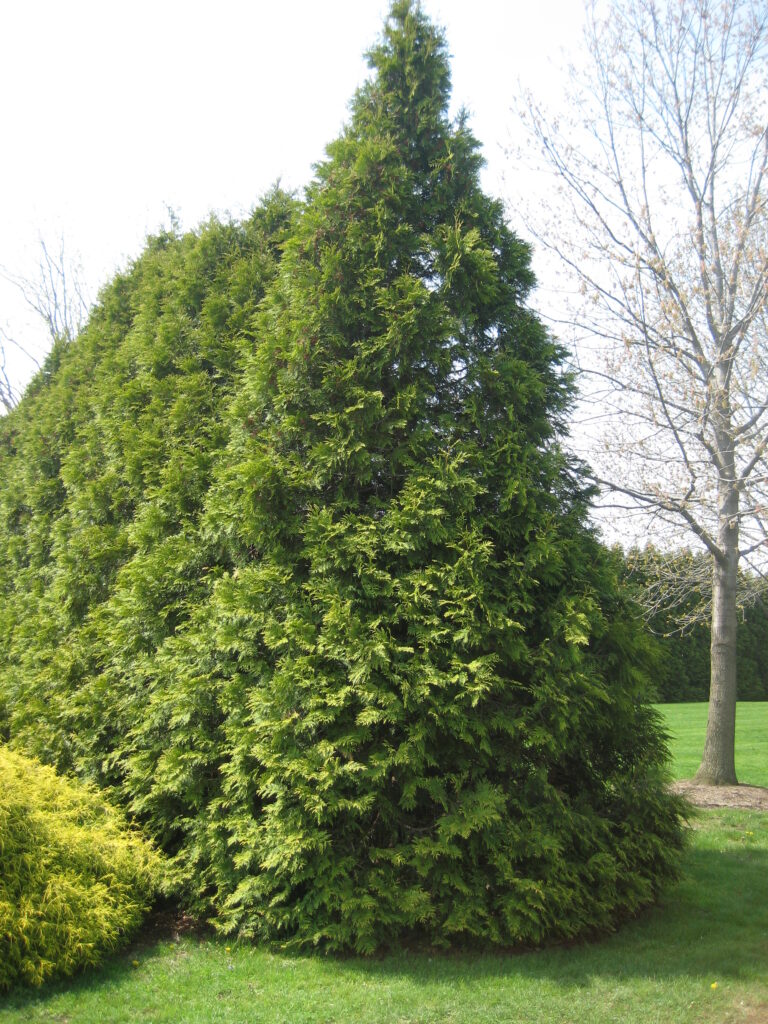 arborvitae-eligantissima-thuja-occidentalis-living-walls