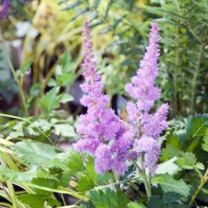 chinese-astilbe-visions-astilbe-chinensis