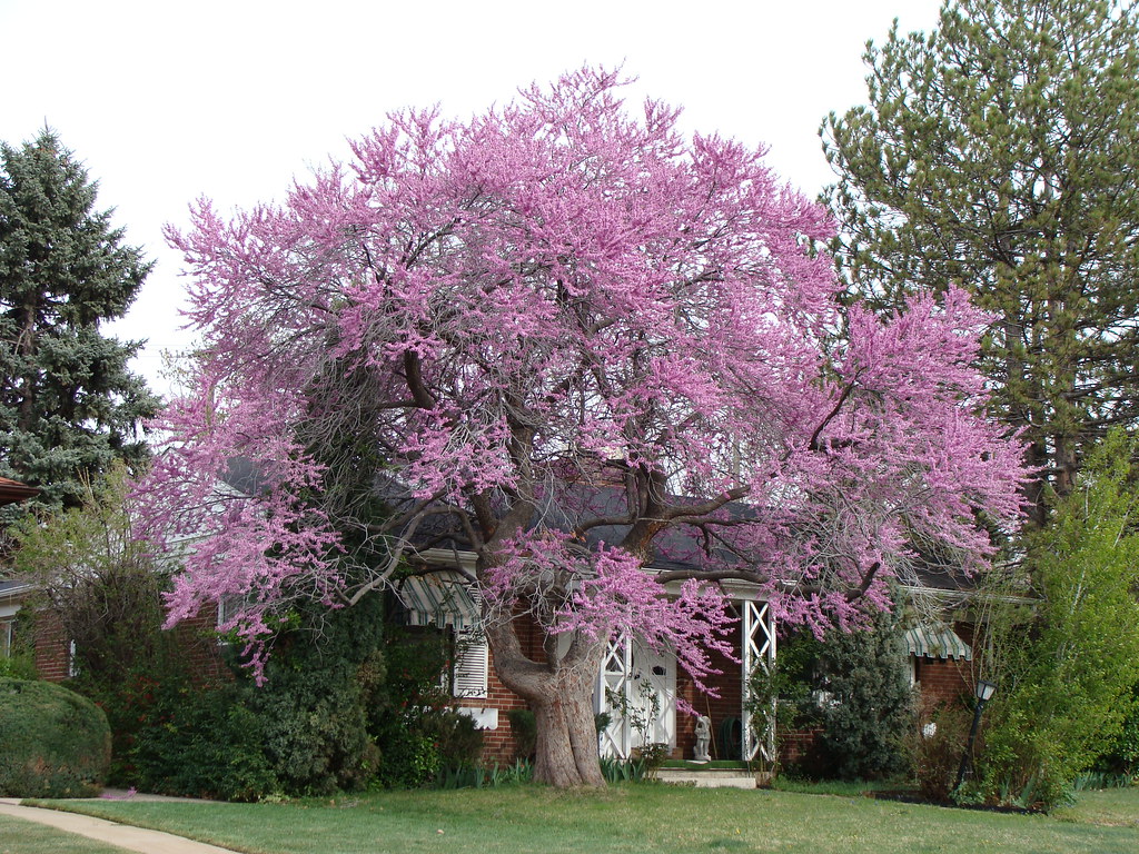 eastern redbud tree in summer