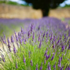 english-lavender-hidcote-lavandula-angustifolia