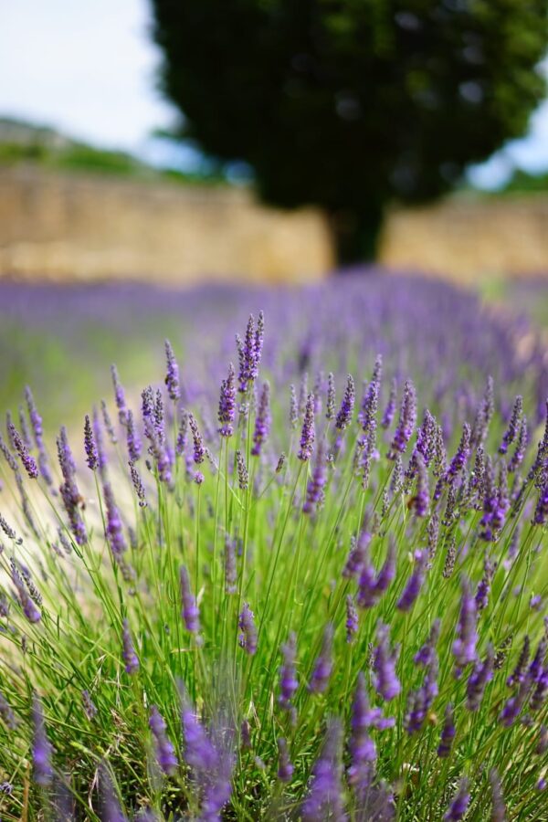 english-lavender-hidcote-lavandula-angustifolia