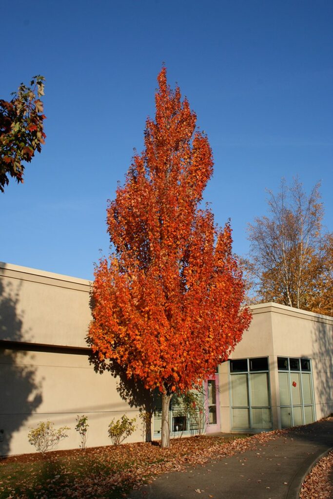 Freeman Maple 'Armstrong' Plant Profile Sylvan Gardens Landscape