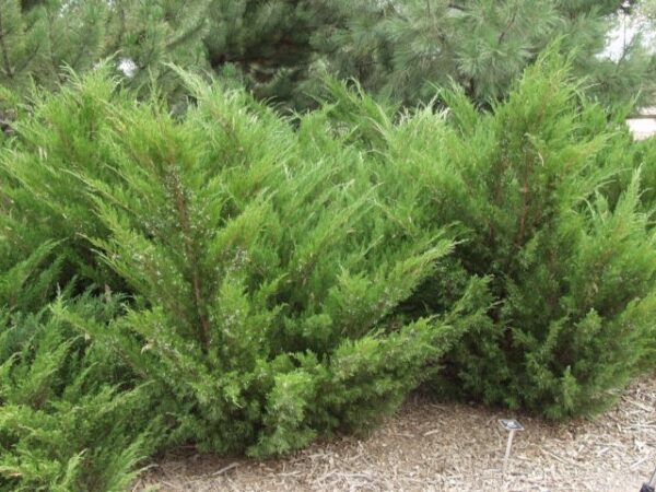 juniper-sea-green-juniperus-x-pfitzeriana