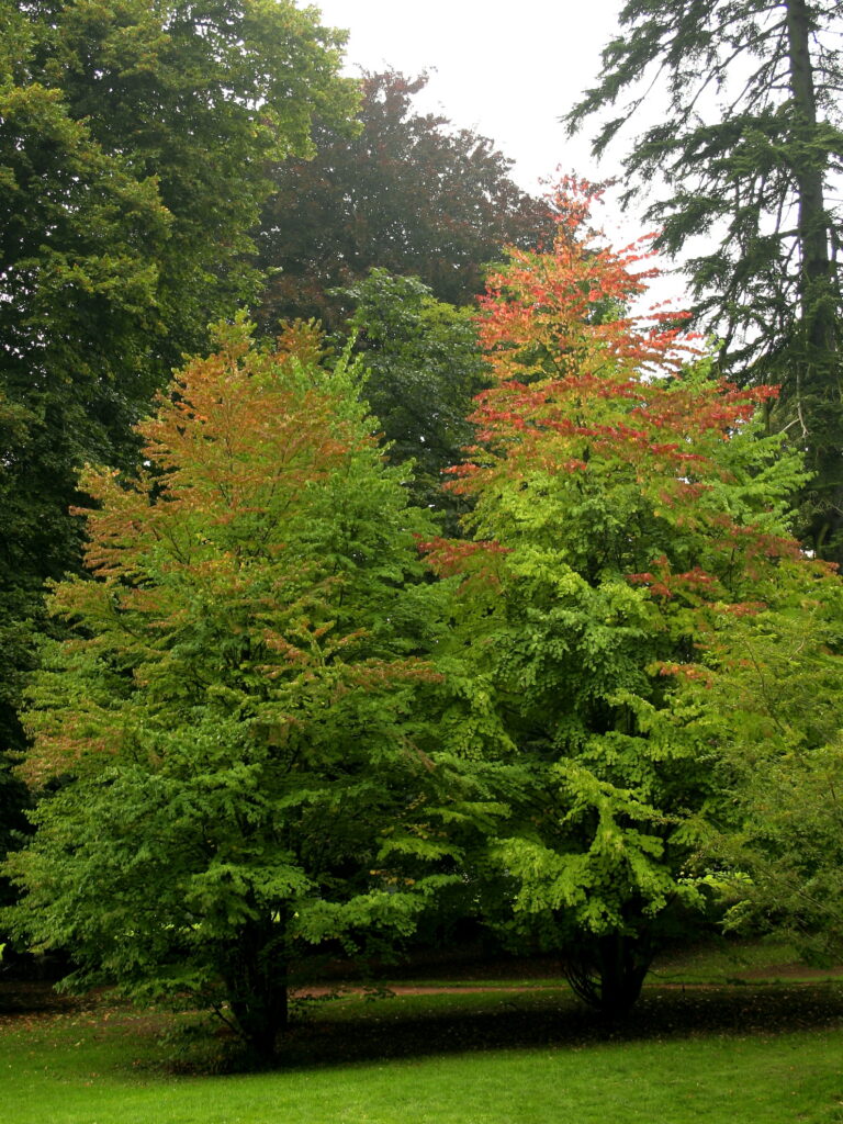 Katsura Tree | Plant Profile | Sylvan Gardens Landscape Contractors