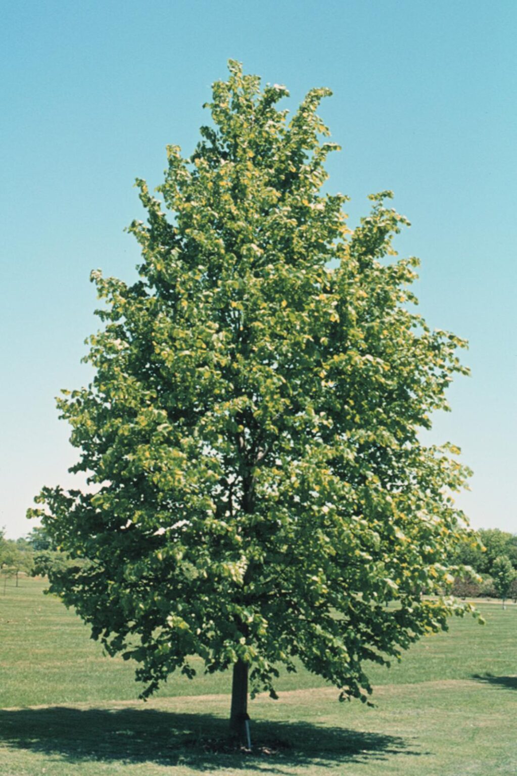 Little-Leaf Linden | Plant Profile – Sylvan Gardens Landscape Contractors