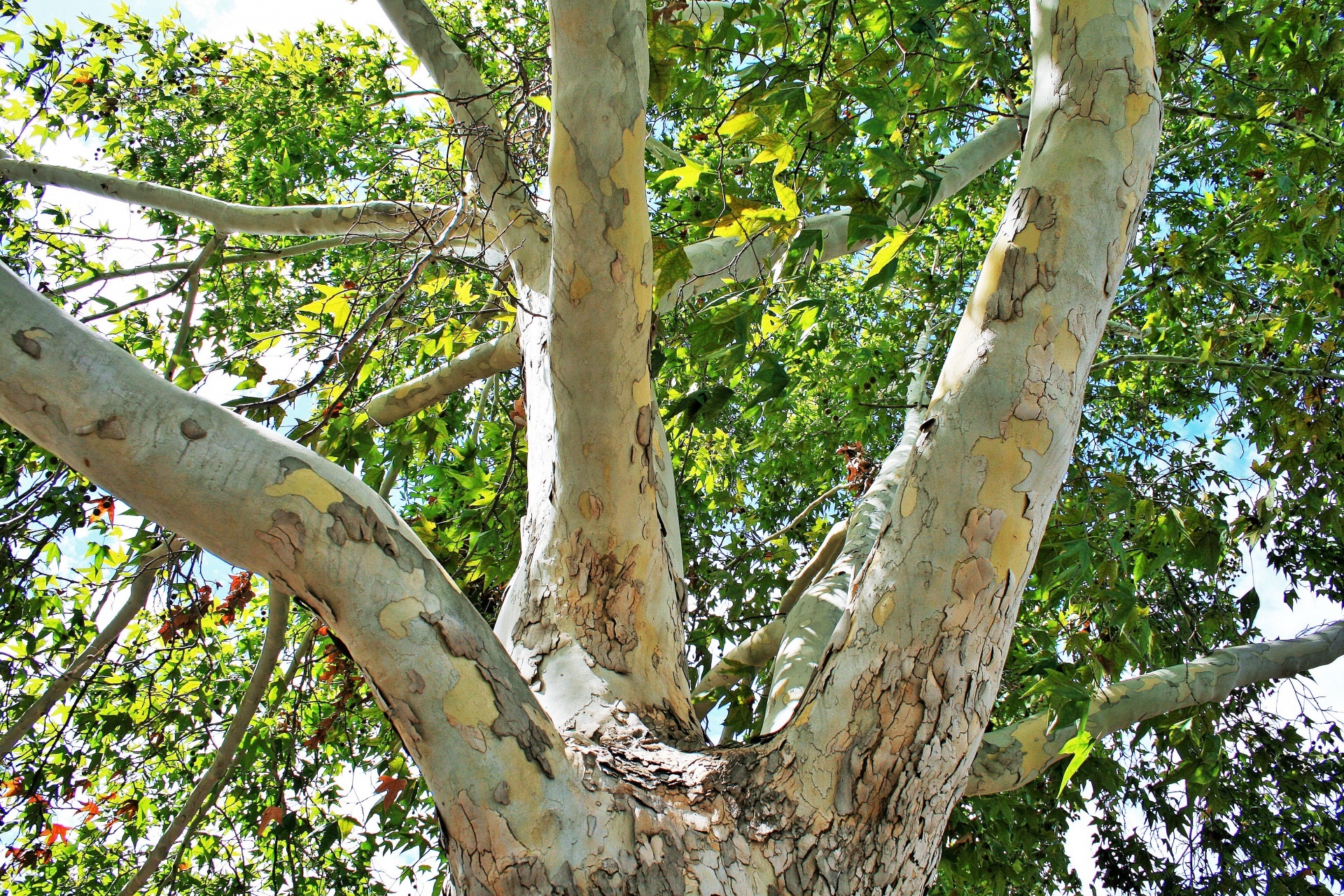 Why Were Plane Trees Planted In London