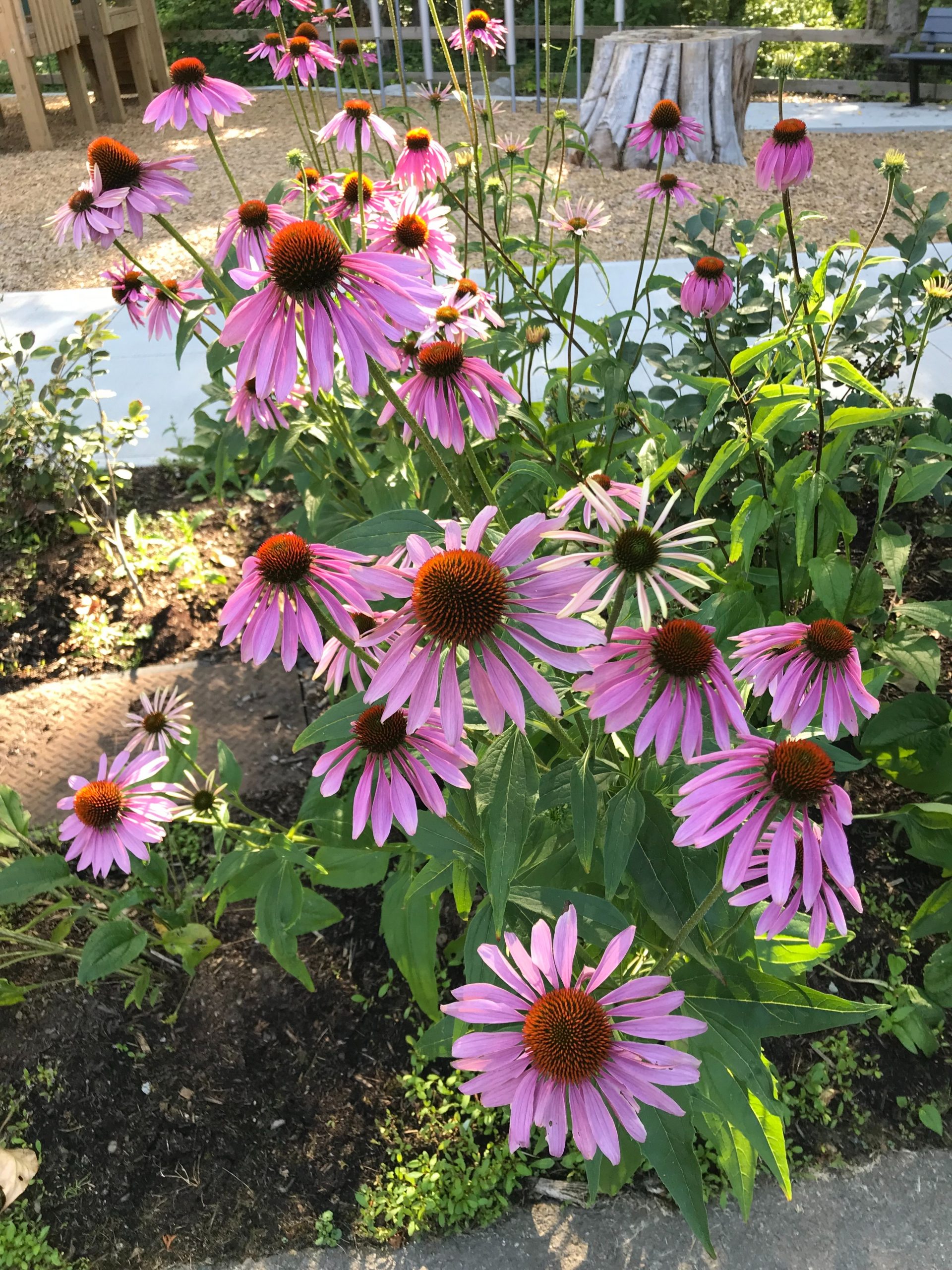 Image of Purple Coneflower purple flower bush