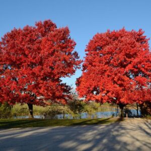red-maple-october-glory-acer-rubrum