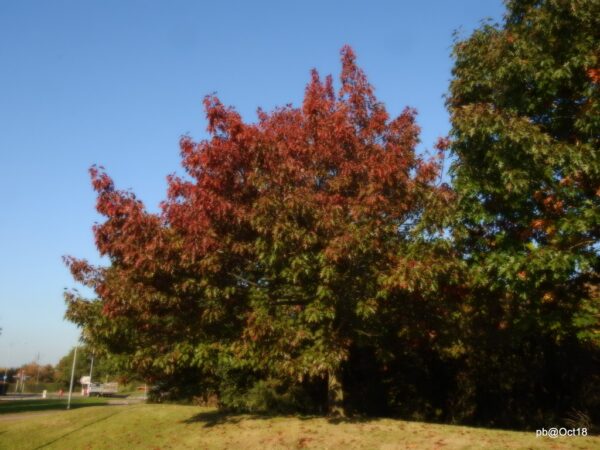 red-oak-quercus-rubra