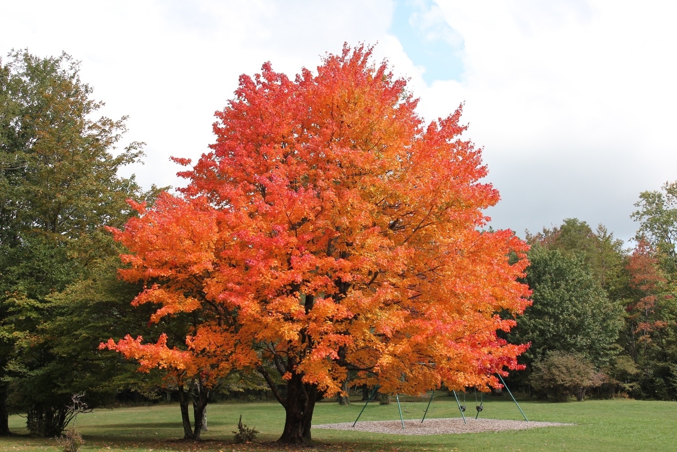 Sugar Maple - Acer Saccharum, Deciduous Trees