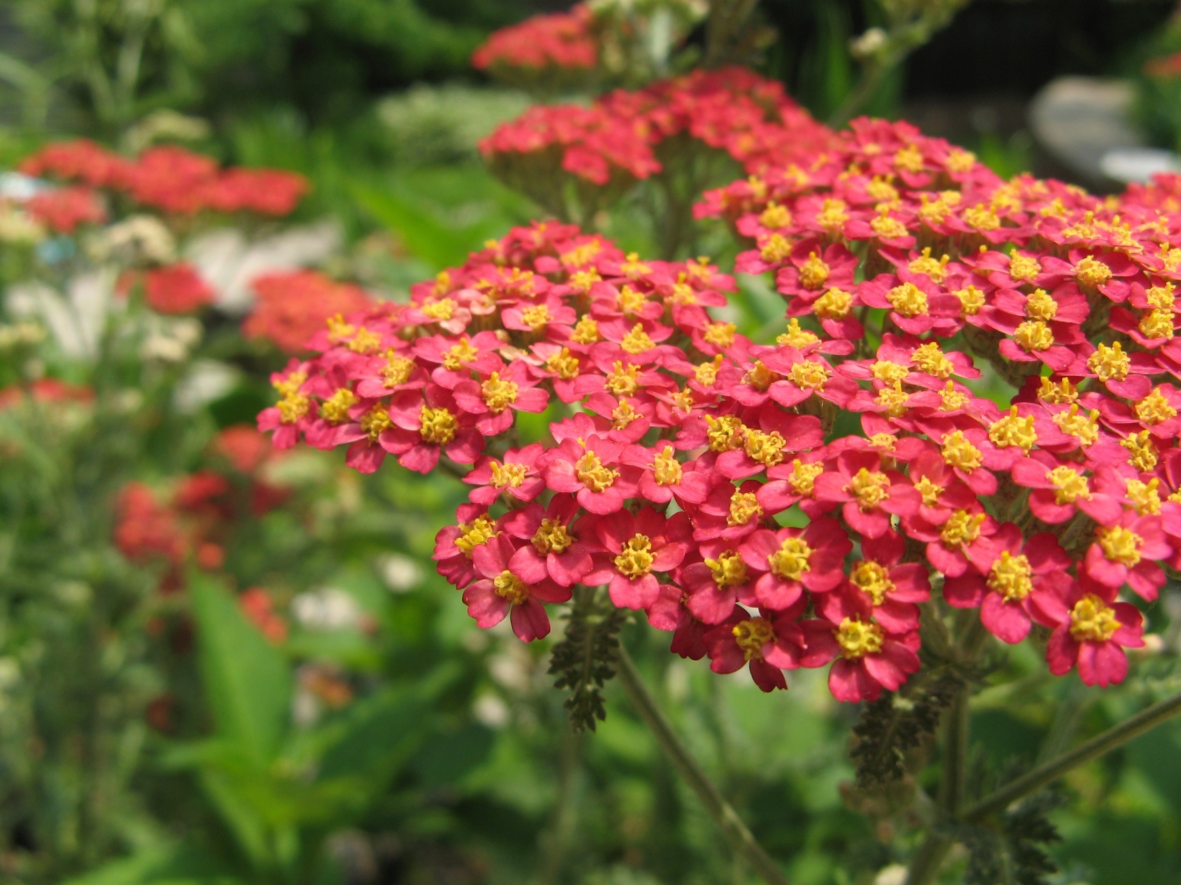Yarrow: How to Plant, Grow, and Care for Yarrow Plants