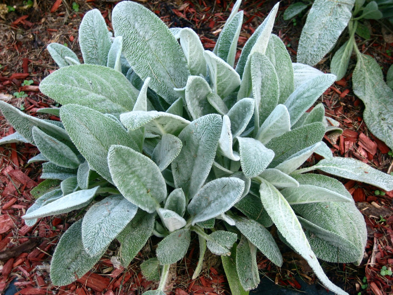 Lambs Ear Non Flowering at Cory Bobadilla blog