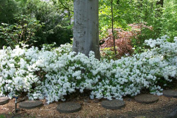 azalea-delaware-white-rhododendron