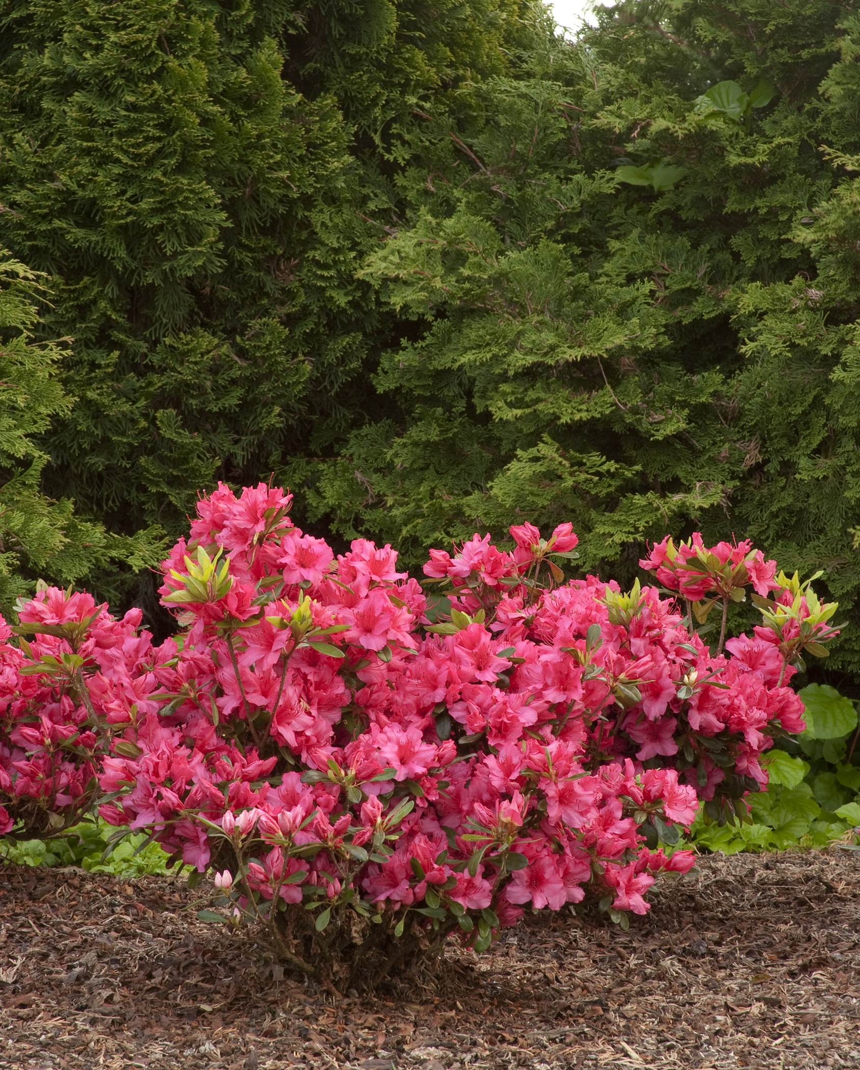 Azalea 'Girard's Rose' | Plant Profile | Sylvan Gardens Landscape  Contractors