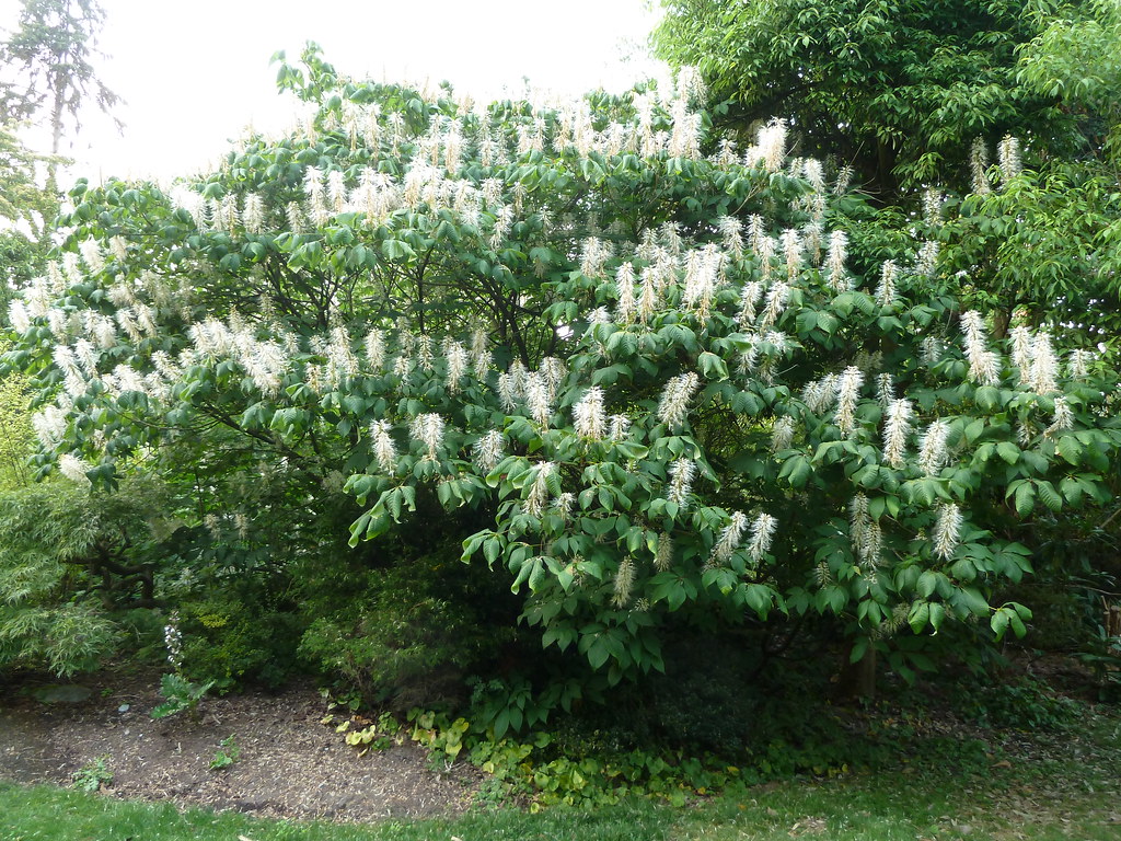 Buckeye Aesculus