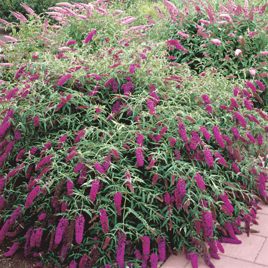 Butterfly Bush Royal Red | Plant Profile | Sylvan Gardens Landscape  Contractors