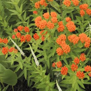 butterfly-weed-asclepias-tuberosa