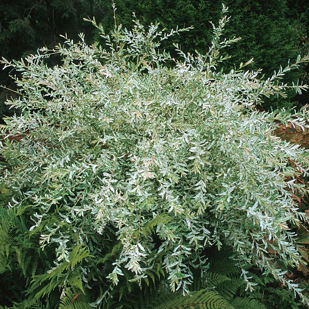 dappled willow 'hakuro-nishiki'| plant profile | sylvan gardens