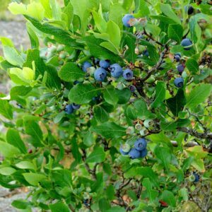 highbush-blueberry-vaccinium-corymbosum