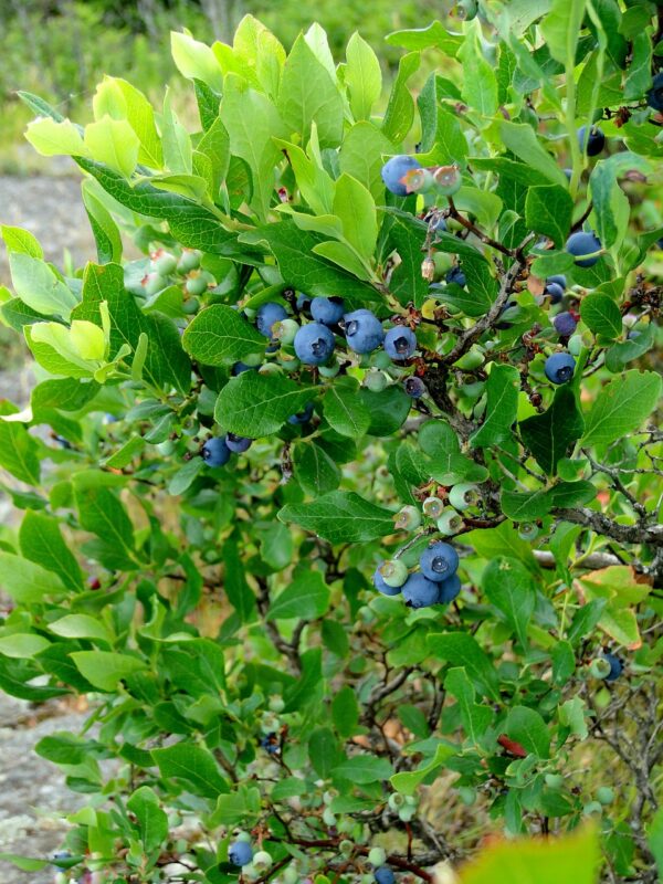 highbush-blueberry-vaccinium-corymbosum