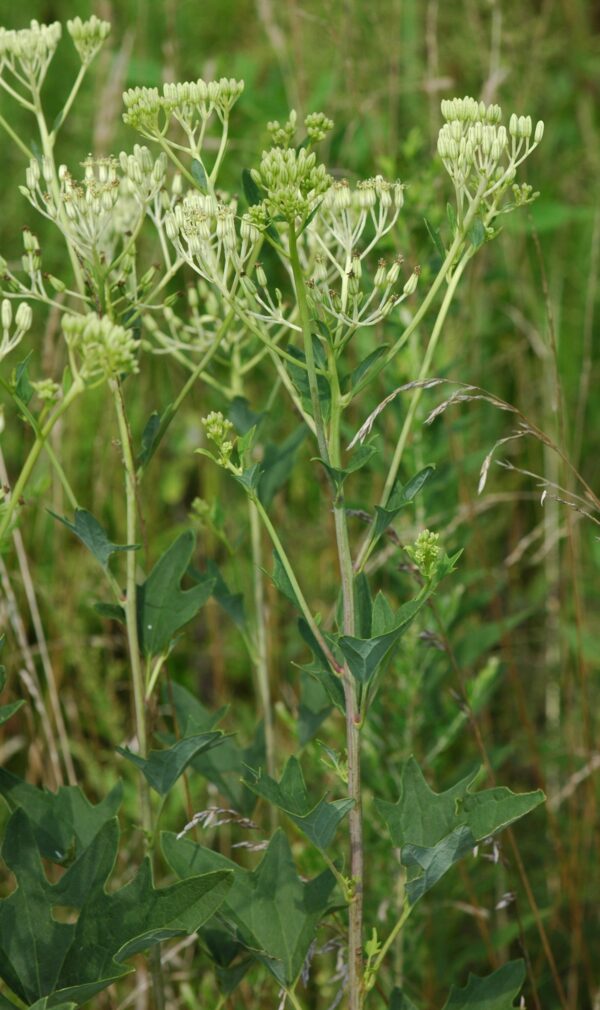 pale-indian-plantain