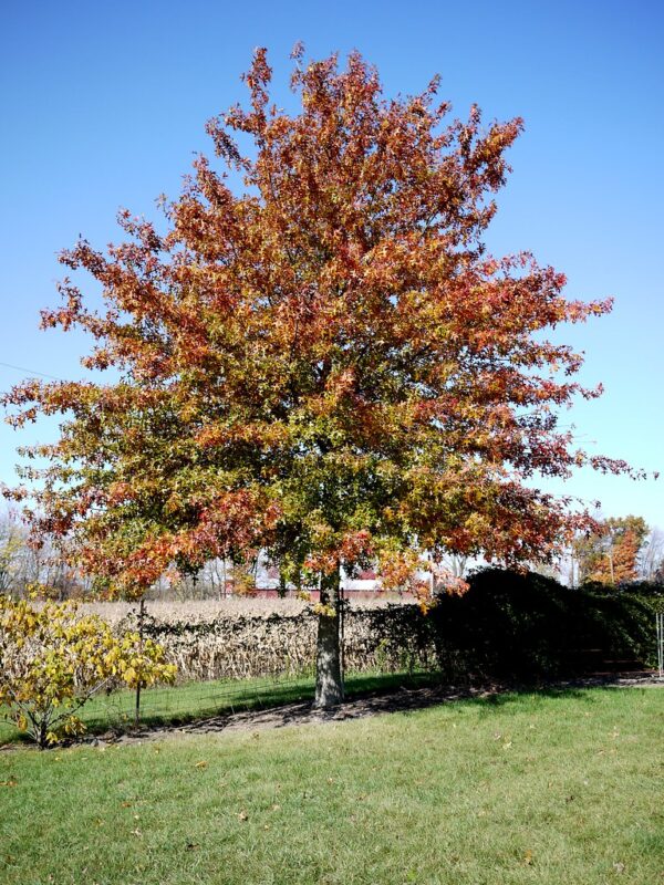 pin-oak-quercus-palustris