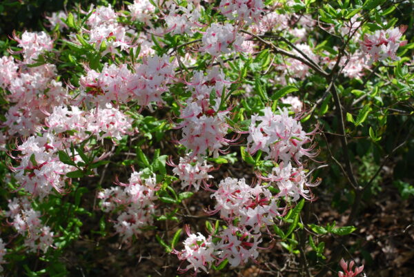 pinxterbloom-azalea-rhododendron-periclymenoides