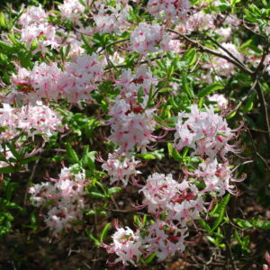 pinxterbloom-azalea-rhododendron-periclymenoides
