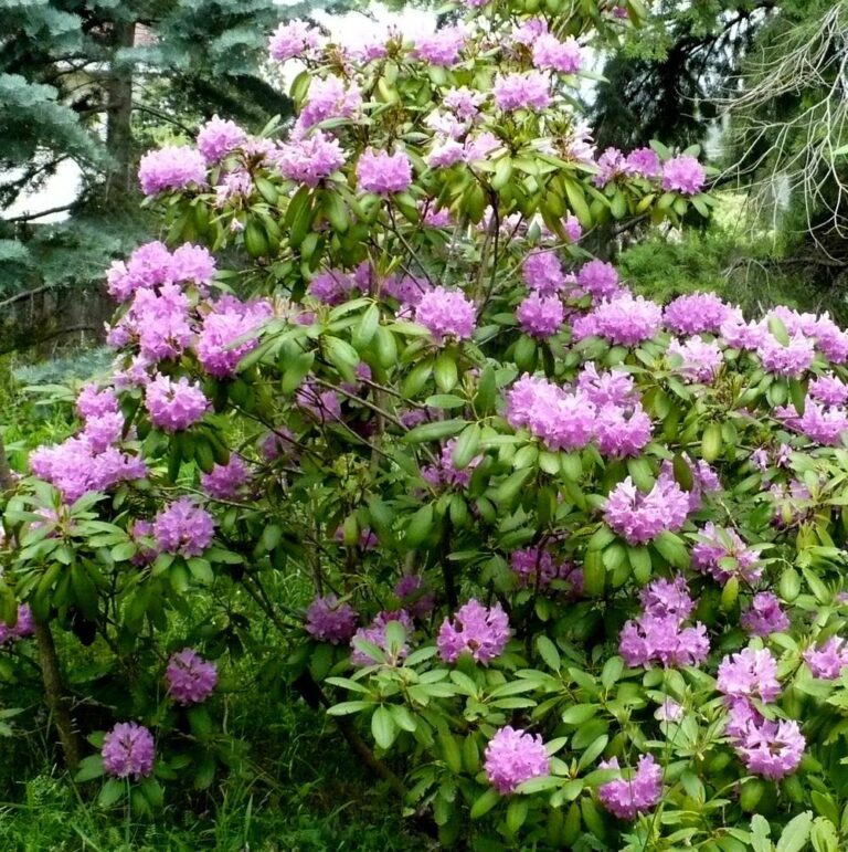 Rhododendron 'English Roseum' | Plant Profile | Sylvan Gardens ...