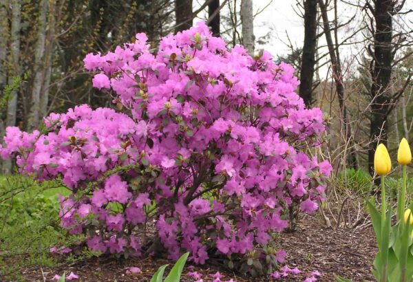 rhododendron-pjm-group