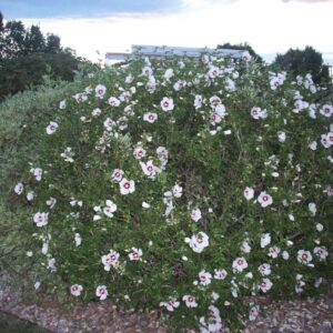 rose-of-sharon-hibiscus